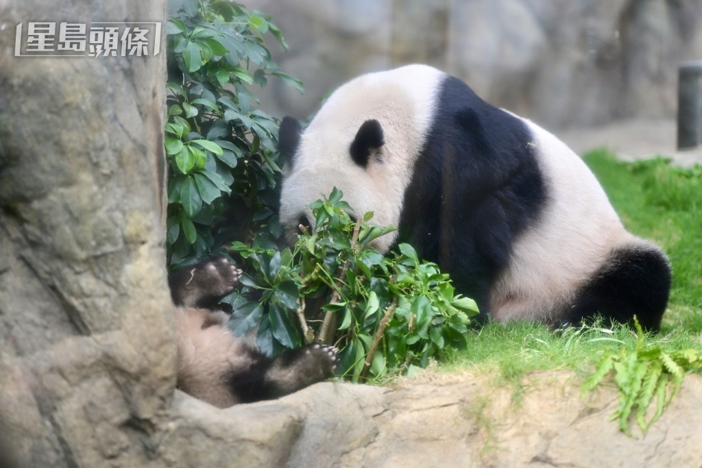 三母子同框。資料圖片