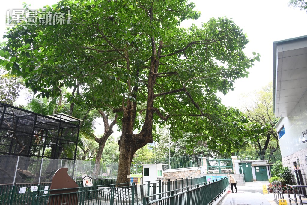 位於中環，俗稱「兵頭花園」的「香港動植物公園」。資料圖片