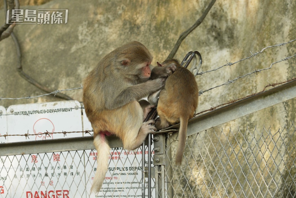 漁護署教路:不可釘視猴子,對猴子來說,四目交接是一種挑釁行為。資料圖片 漁護署教路:不可釘視猴子,對猴子來說,四目交接是一種挑釁行為。資料圖片