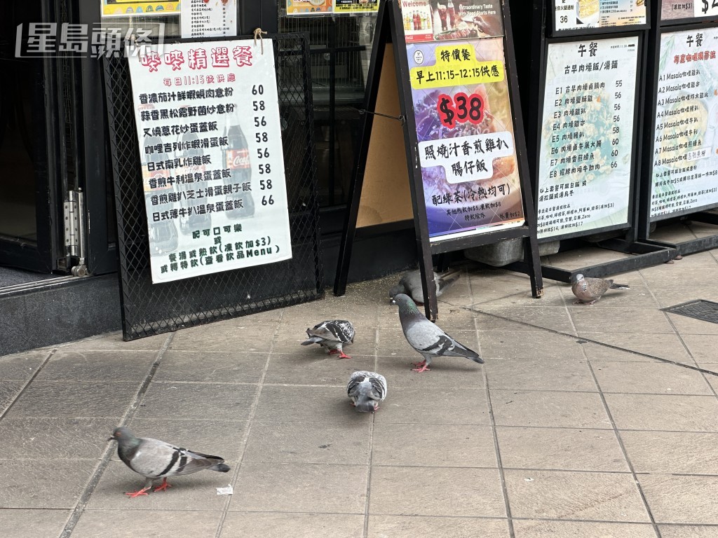現場可見不時有鴿子聚集。 現場可見不時有鴿子聚集。