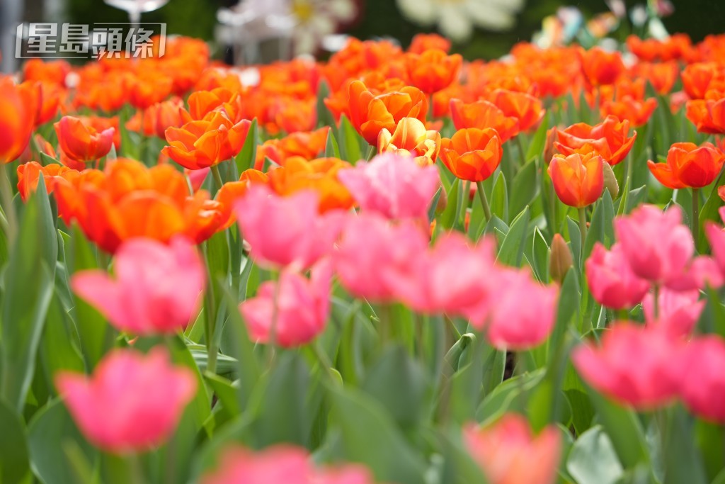 今年花展有鬱金香花海。吳艷玲攝