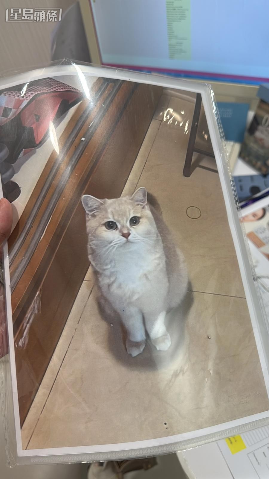 Double已回復正常,願意進食。香港動物報提供圖片 Double已回復正常,願意進食。香港動物報提供圖片