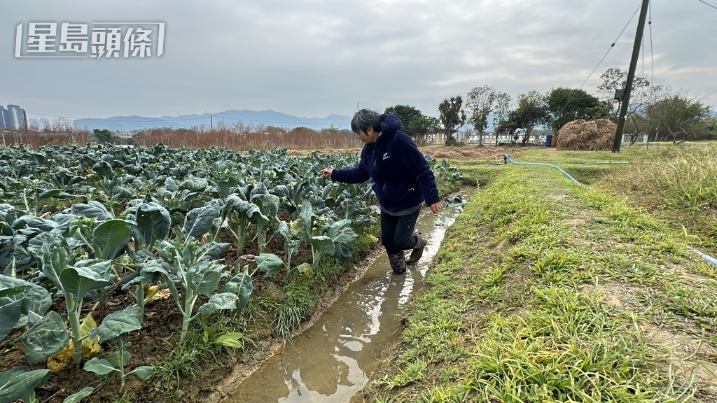 黃七娣指未收到農戶指田地結霜的報告。梁國峰攝 黃七娣指未收到農戶指田地結霜的報告。梁國峰攝