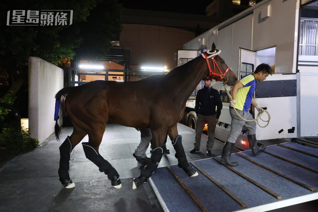 「浪漫勇士」准备于1月24日星期五在美丹马场举行的赛马日中上阵。
