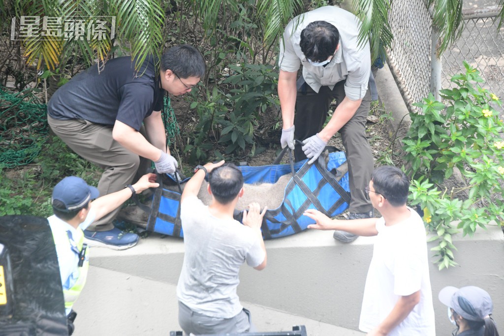政府擬修例將餵飼野生動物罰則增至最高10萬元及判監一年。資料圖片 政府擬修例將餵飼野生動物罰則增至最高10萬元及判監一年。資料圖片
