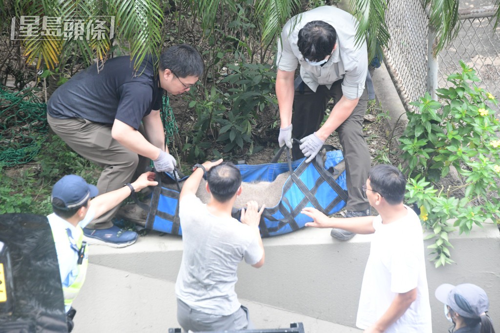 政府擬修例將餵飼野生動物罰則增至最高10萬元及判監一年。資料圖片