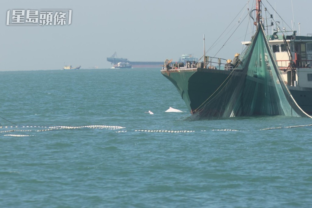 香港海豚保育學會在上月30日出海亦發現「V仔」。學會提供圖片 香港海豚保育學會在上月30日出海亦發現「V仔」。學會提供圖片