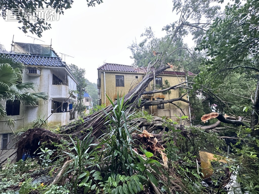 約15米高大樹倒塌,壓向村屋屋頂。 約15米高大樹倒塌,壓向村屋屋頂。