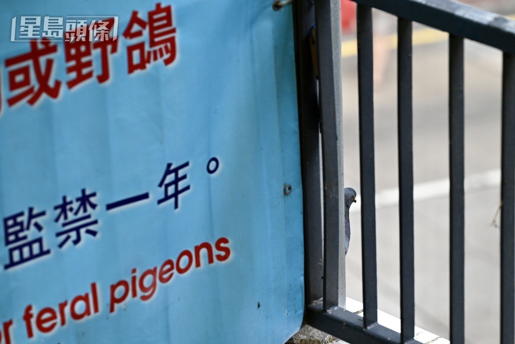 漁護署不時票控非法餵飼野生動物人士。資料圖片 漁護署不時票控非法餵飼野生動物人士。資料圖片