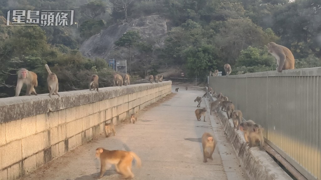 傳播途徑：人類感染B 病毒主要由猴子咬傷或抓傷而引起，而人傳人情況非常罕見。資料圖片