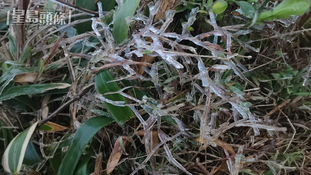 大帽山山上植物披上薄冰。黎志伟摄