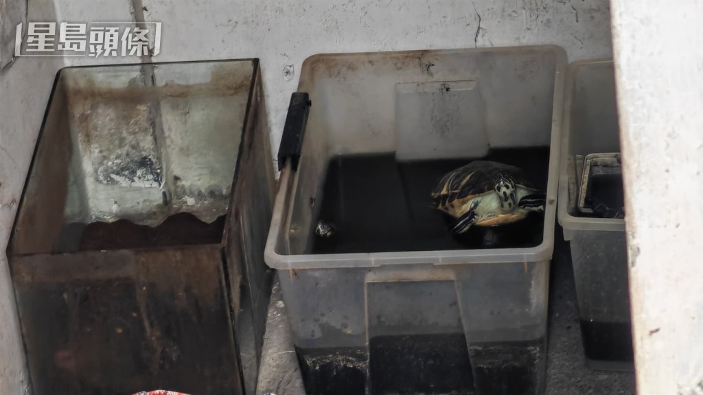屋內有多隻龜,其中2隻死去,10隻生還。 屋內有多隻龜,其中2隻死去,10隻生還。