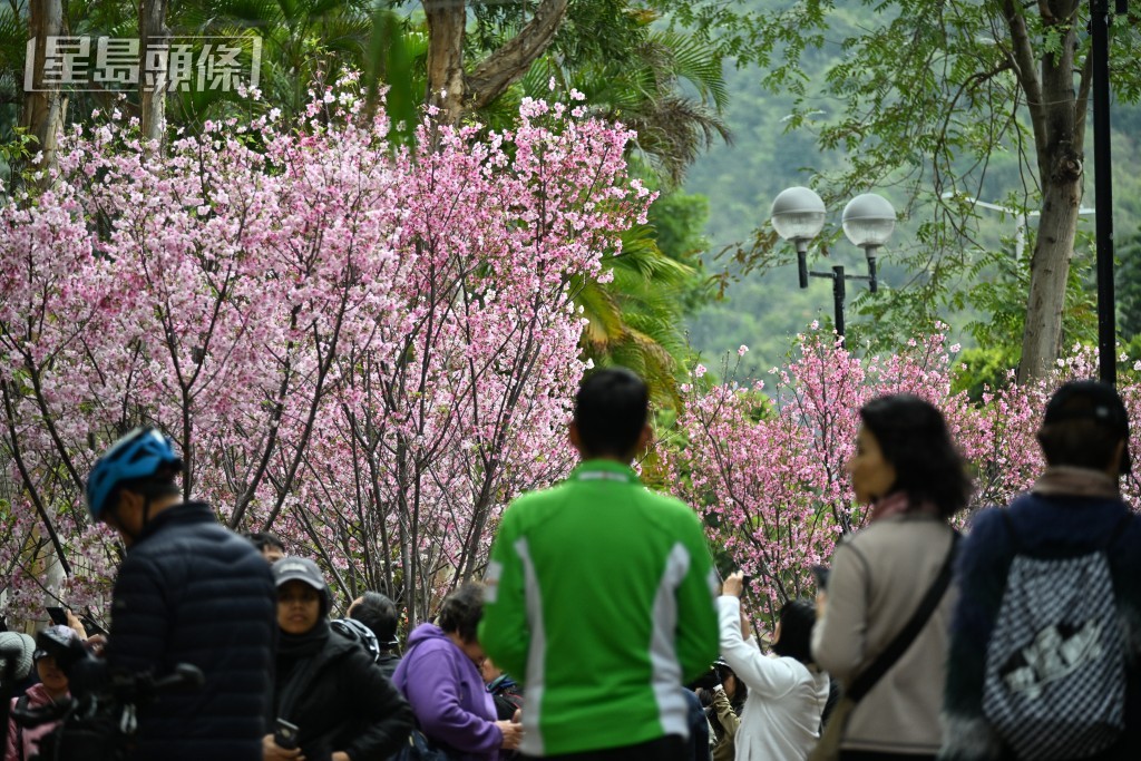 沙田石門安景街公園「開花指數」已達滿分五分。 沙田石門安景街公園「開花指數」已達滿分五分。