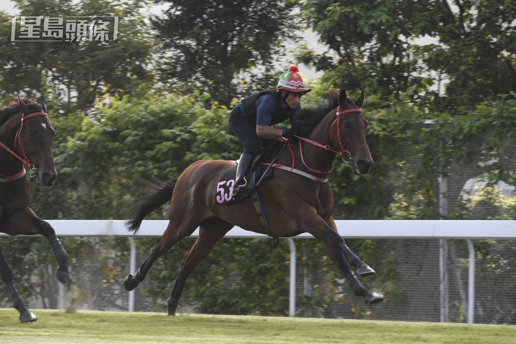 澳门马会早前结业，共有六匹符合入口香港的自购马已经运来港，「银亮濠侠」是其中一匹。