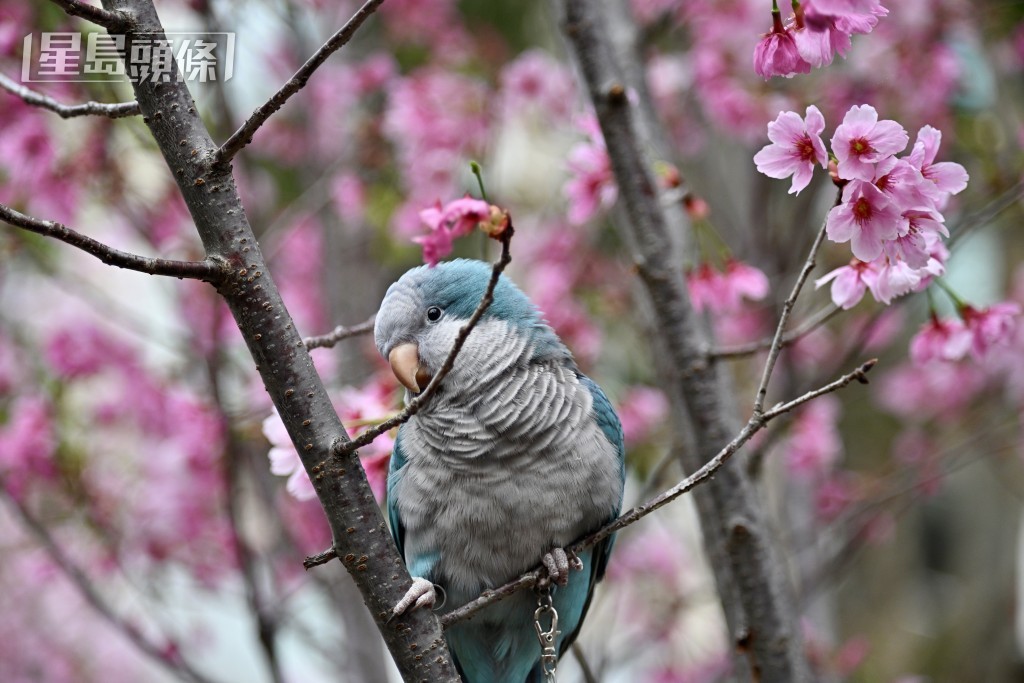 園內至少13棵櫻花同時盛開。 園內至少13棵櫻花同時盛開。
