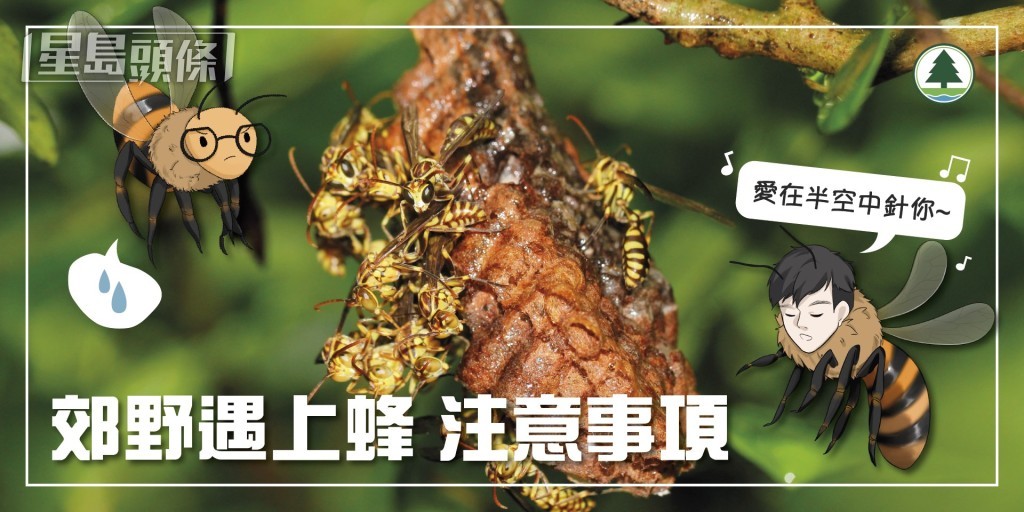 漁護署避蜂指引。FB:香港郊野公園 漁護署避蜂指引。FB:香港郊野公園