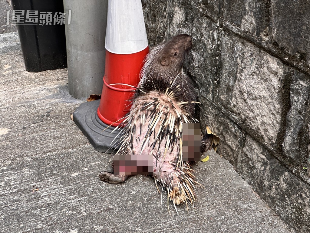 箭豬受傷倒臥在路邊。梁國峰攝