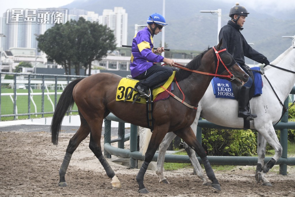 布文表示「驕陽明駒」在不斷進步成長中。