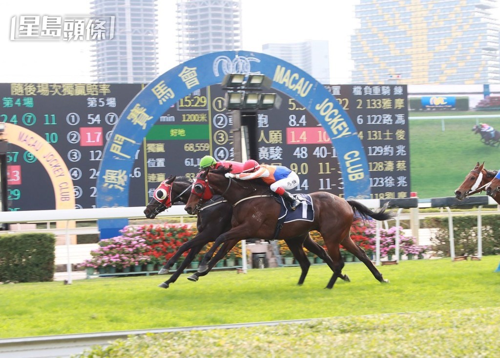預計首批來自澳門的馬匹,最快可能在五月抵達。 預計首批來自澳門的馬匹,最快可能在五月抵達。