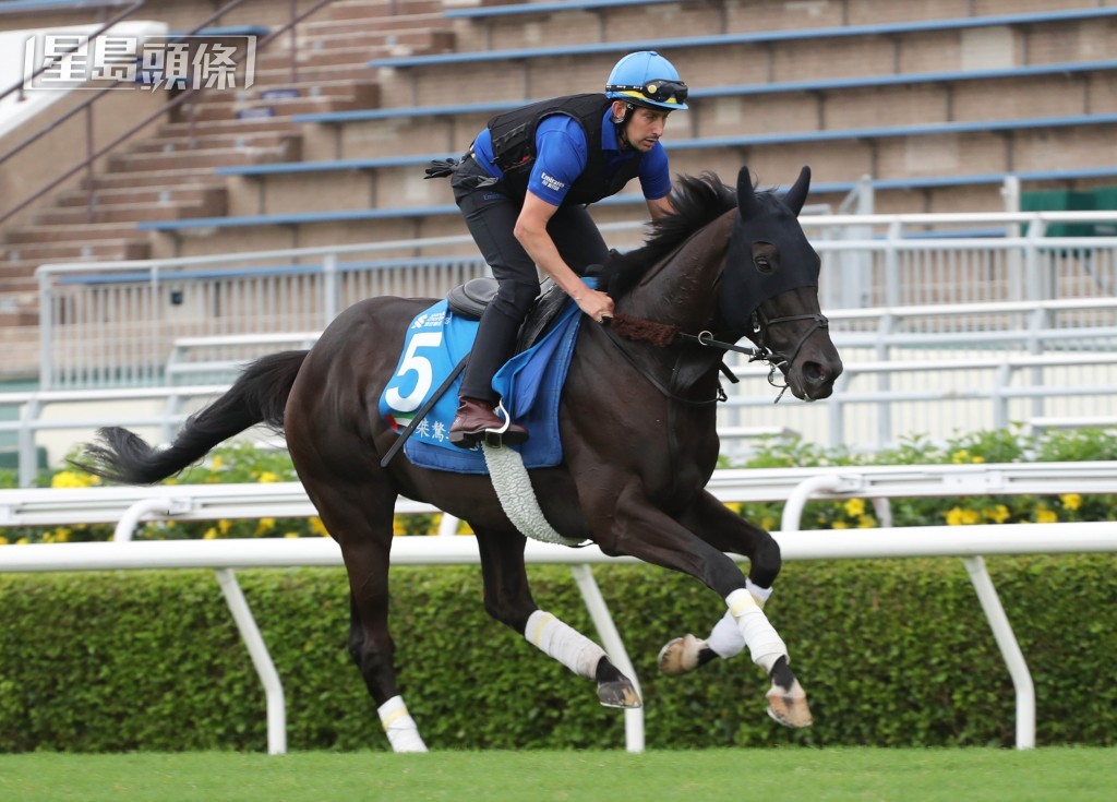 「桀驁之戀」力爭成為首匹揚威遮打盃的海外賽駒。 「桀驁之戀」力爭成為首匹揚威遮打盃的海外賽駒。