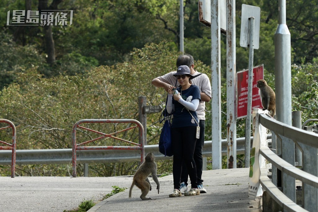 漁護署教路:切勿在猴子面前手持背心膠袋,應把背心膠袋放入其他布袋或背囊之內。資料圖片 漁護署教路:切勿在猴子面前手持背心膠袋,應把背心膠袋放入其他布袋或背囊之內。資料圖片