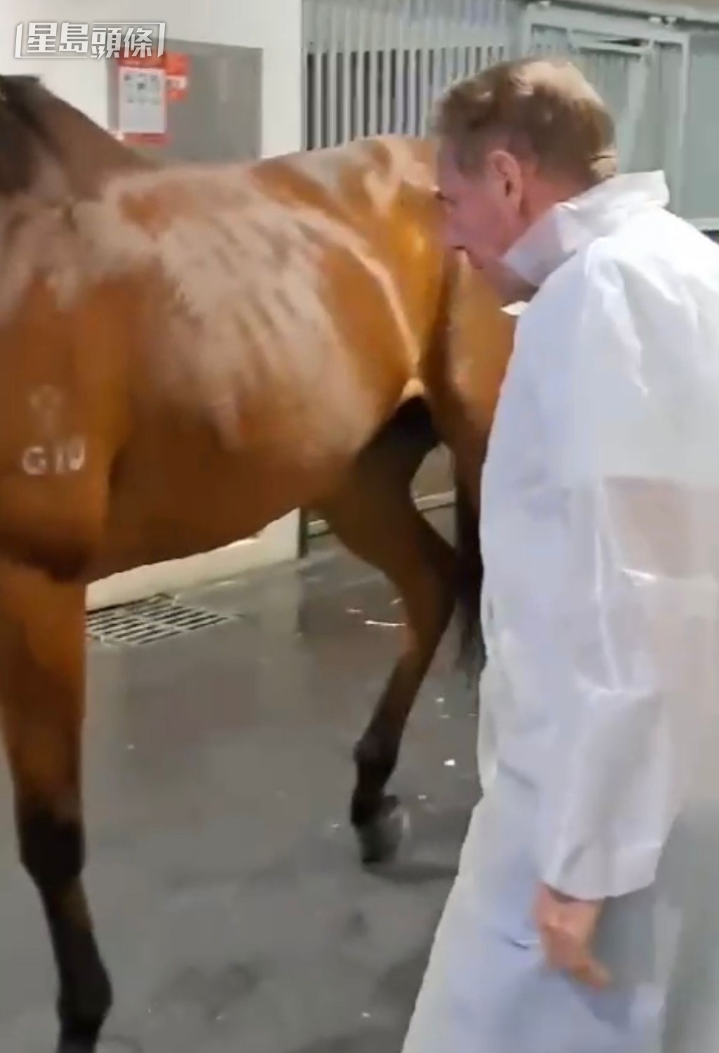 蔡約翰仔細了解各駒近況。(影片裁圖)