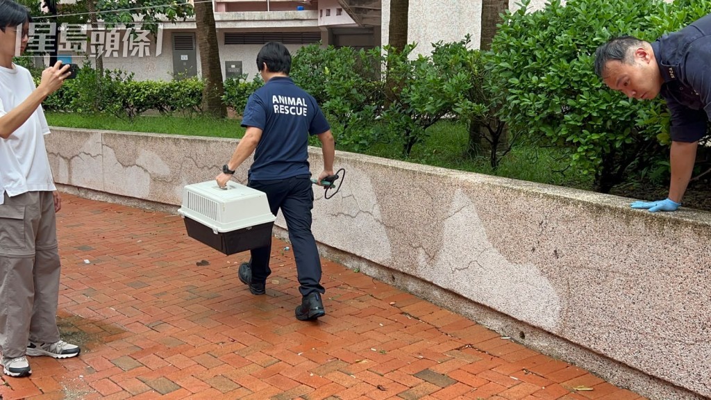 愛協人員將貓屍檢走。 愛協人員將貓屍檢走。