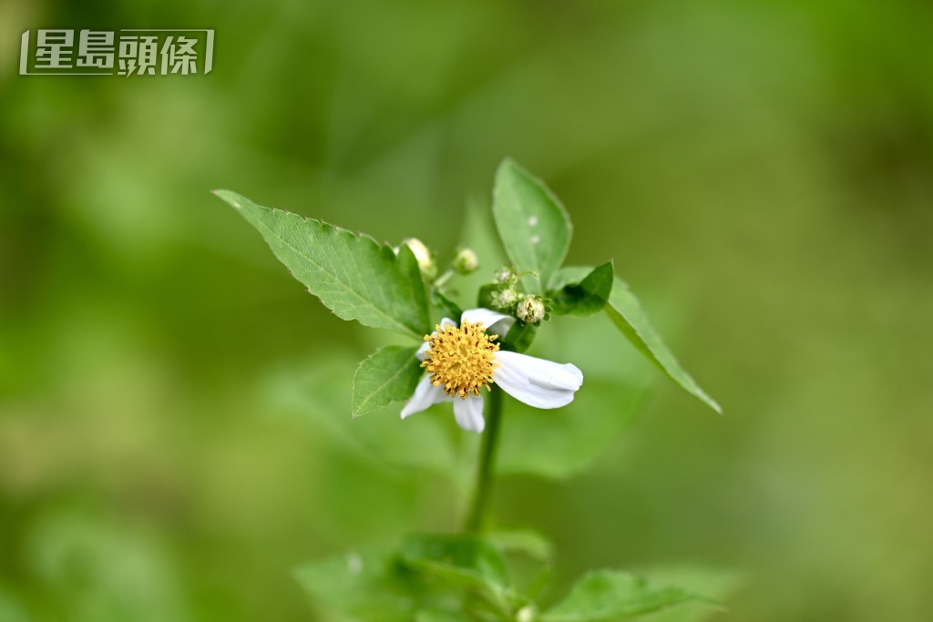 嗇色園何東夫人醫局生態研習中心。 嗇色園何東夫人醫局生態研習中心。