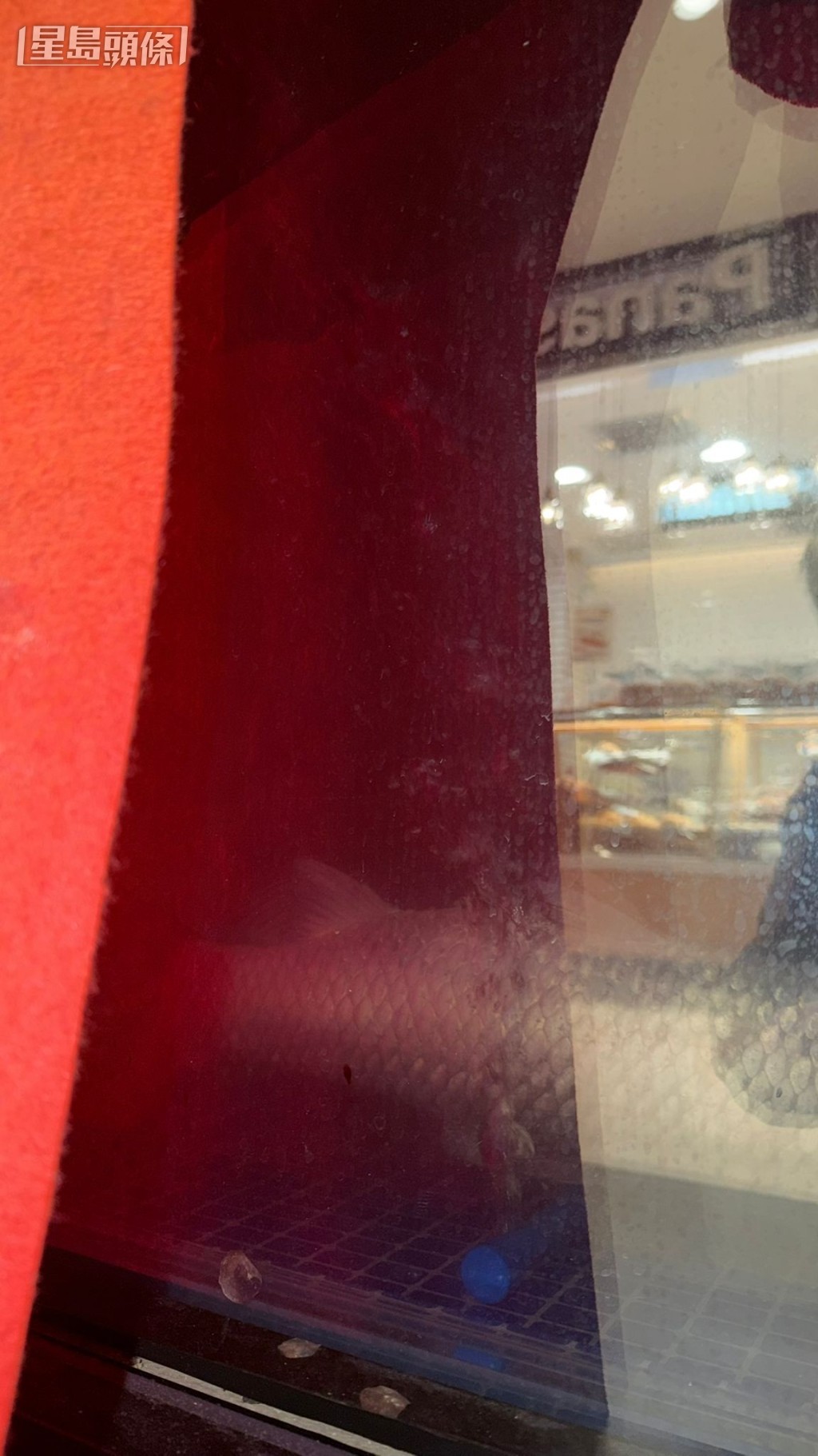 從側面露出的空隙，仍隱約可見有疑似「反肚」的鯇魚留在魚缸之中。