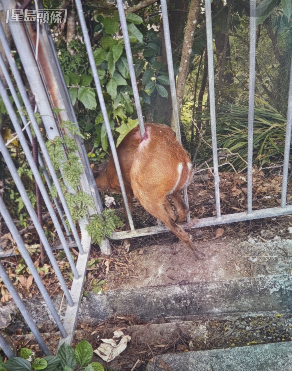 赤麂苦苦掙扎。