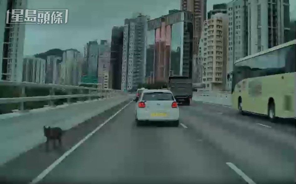 「啤啤」在東區走廊出現。《香港動物報》提供圖片 「啤啤」在東區走廊出現。《香港動物報》提供圖片 