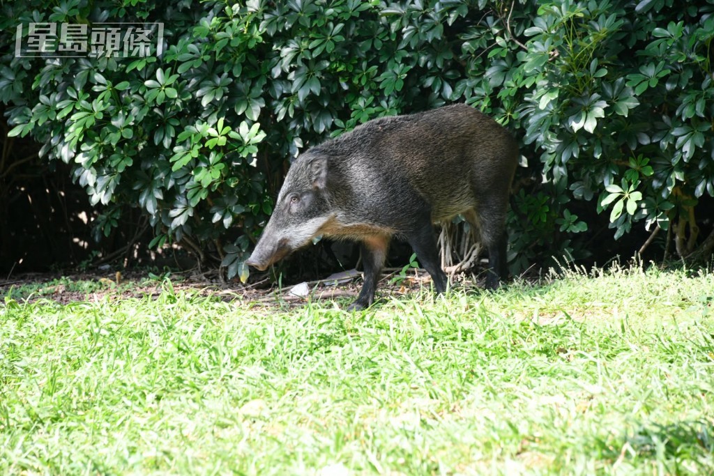 一隻約一米長的野豬闖進維多利亞公園。楊偉亨攝 一隻約一米長的野豬闖進維多利亞公園。楊偉亨攝