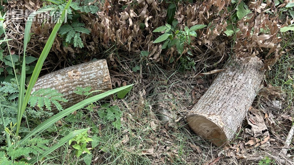 死者是一名雜工，日常負責修葺樹木等工作。