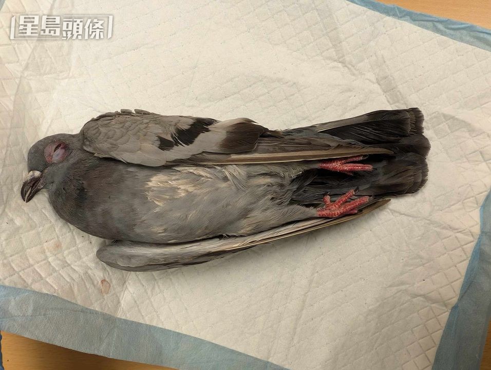 被石砸死的野鴿。《香港動物報》提供圖片