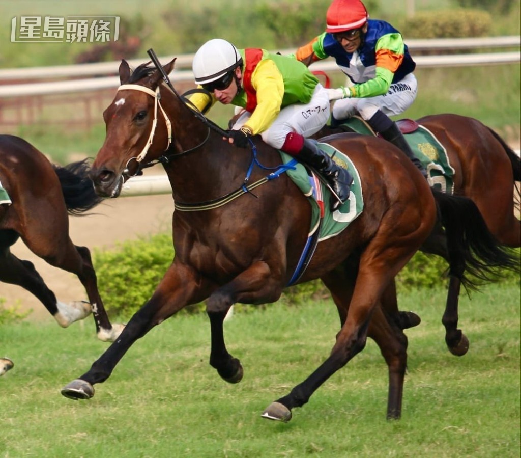 莫艾诚伙拍Jendayi出战印度一千坚尼,结果以个半马位胜出。 莫艾诚伙拍Jendayi出战印度一千坚尼,结果以个半马位胜出。