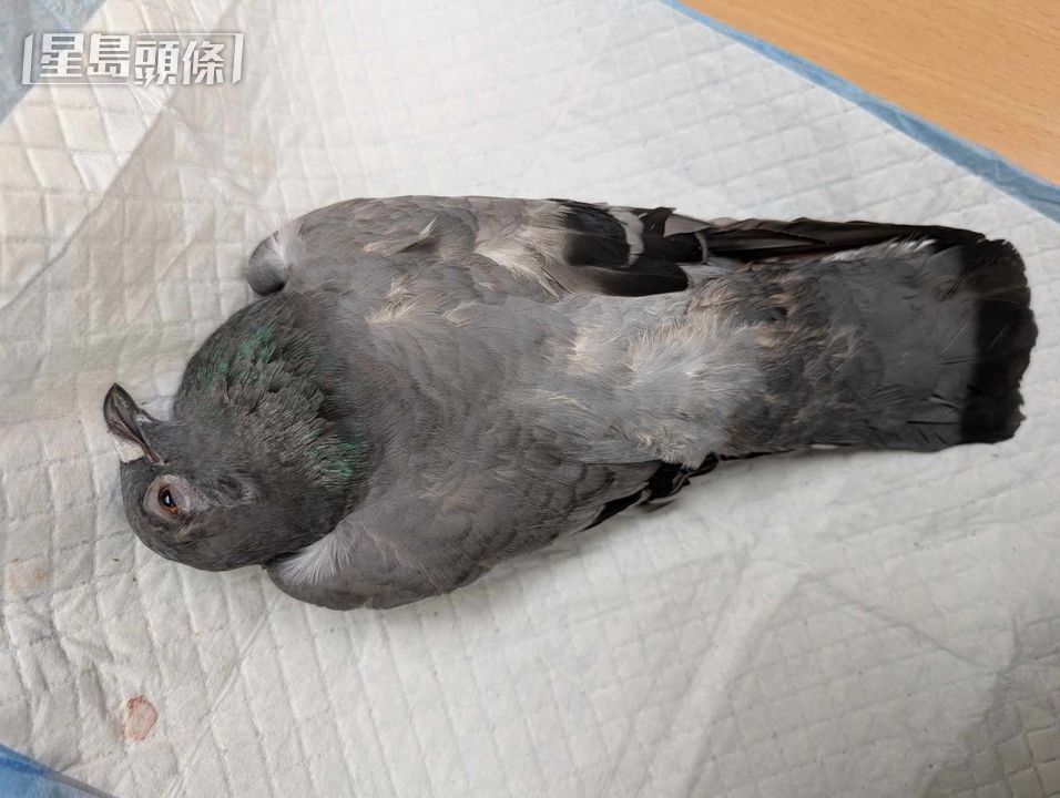 被石砸死的野鴿。《香港動物報》提供圖片