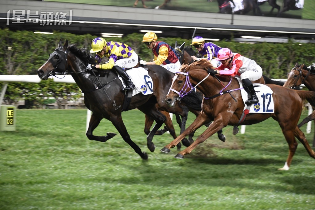 「才」系馬「宏才」將列陣第六場配潘頓爭出頭。