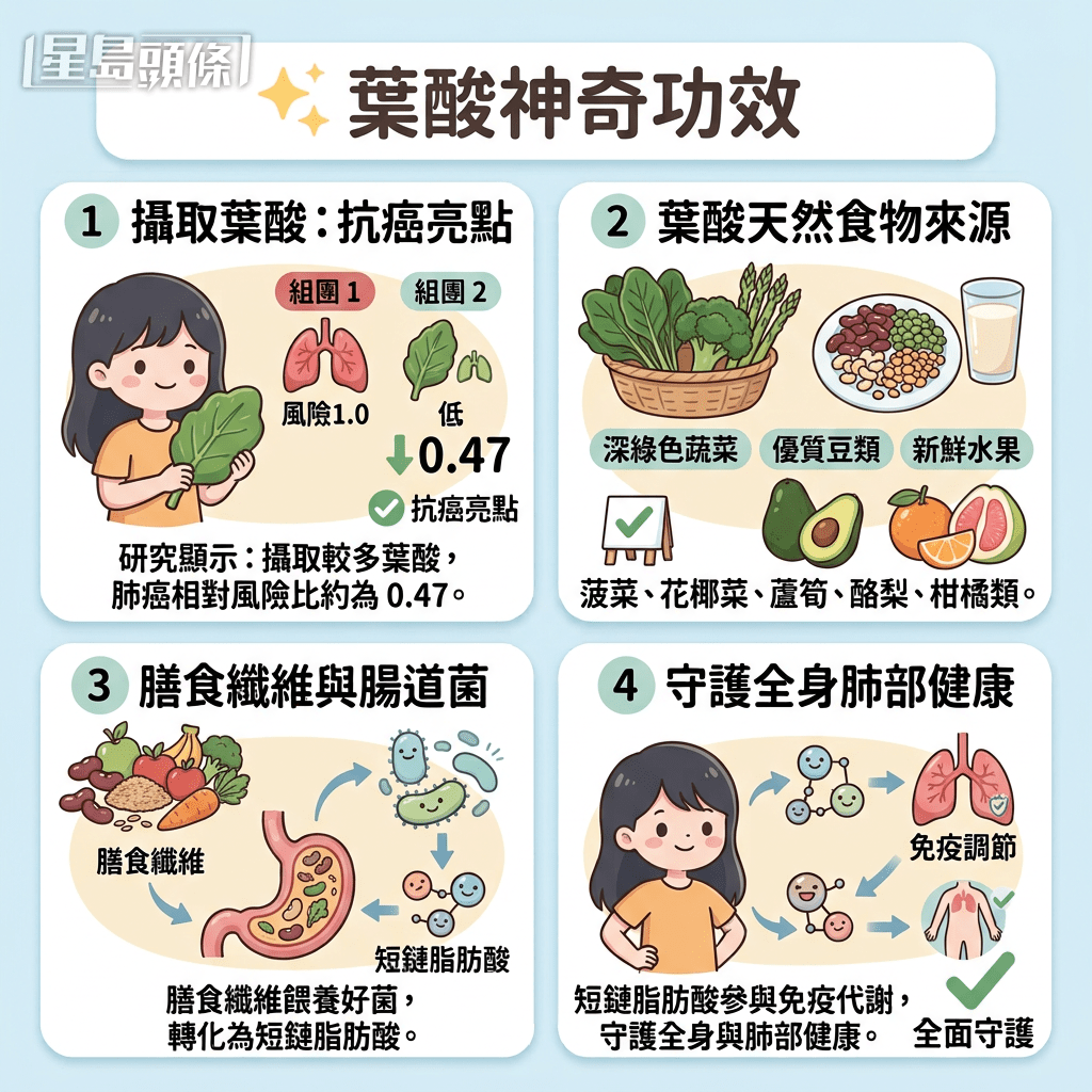 葉酸神奇功效 腸道菌分解膳食纖維有助調節免疫與代謝 葉酸神奇功效 腸道菌分解膳食纖維有助調節免疫與代謝