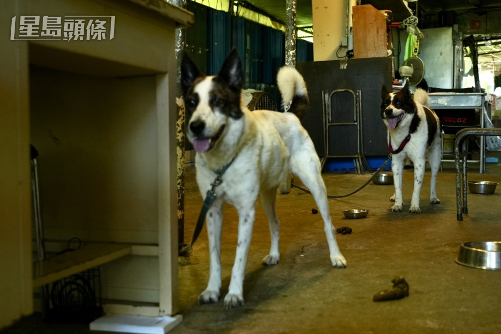 只剩三隻飼養的唐狗在校舍內留守。劉駿軒攝