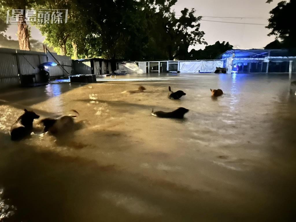 世紀黑雨突擊,坪輋有狗場嚴重水浸,200狗隻遇險。 世紀黑雨突擊,坪輋有狗場嚴重水浸,200狗隻遇險。