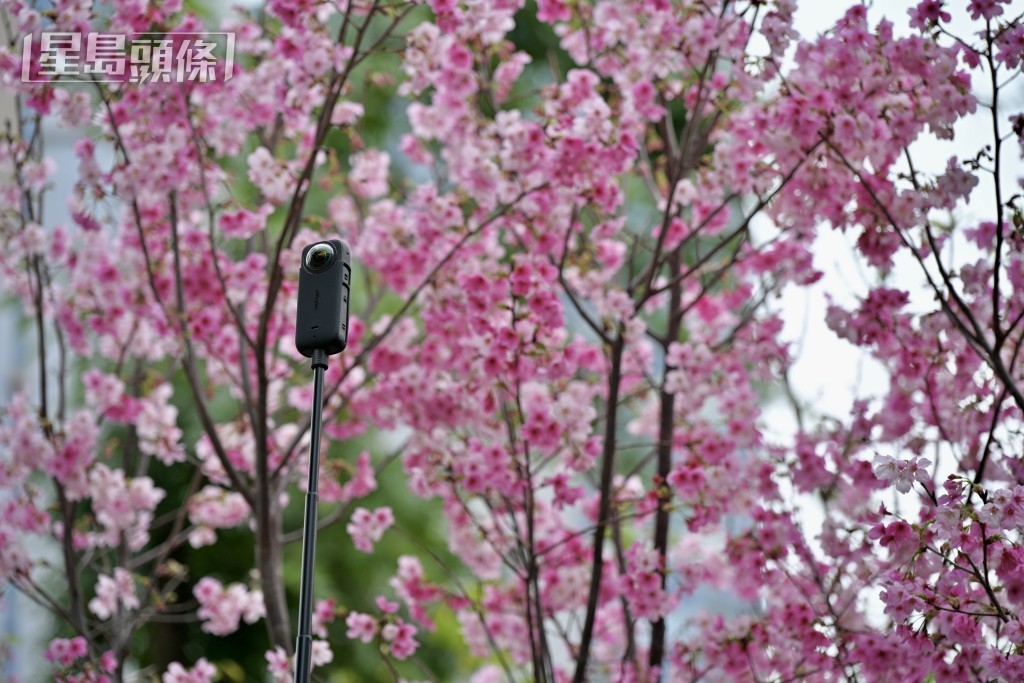 園內至少13棵櫻花同時盛開。 園內至少13棵櫻花同時盛開。