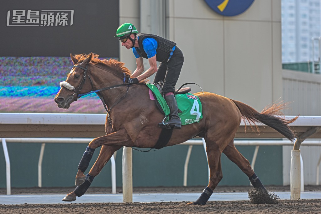 布銘球指「遠飛標槍」身型強壯，現時已大熟大勇，牠今年實力已達至另一層次，有力在這場哩半大賽中爭功。