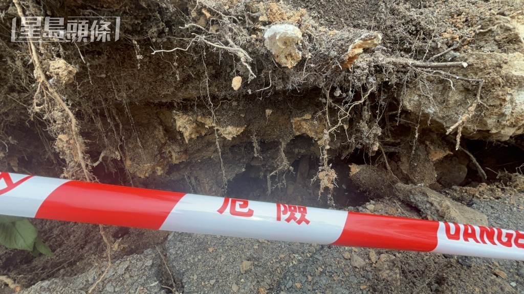 大樹連根拔起倒塌。 大樹連根拔起倒塌。