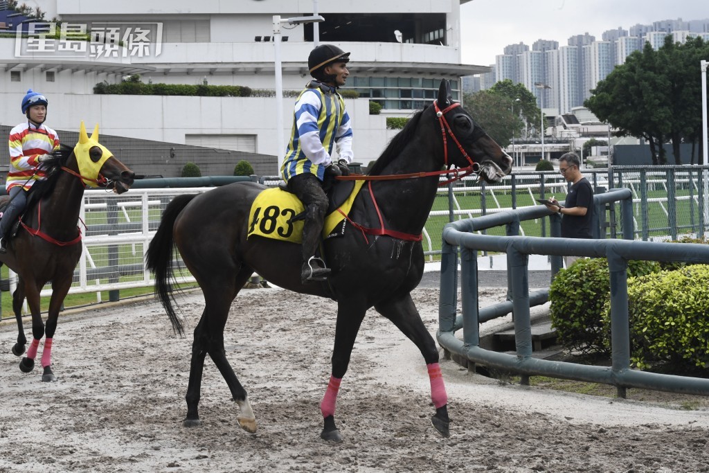 楊氏家族另一匹拍賣馬「手錶之星」明晚將出戰第三場賽事。