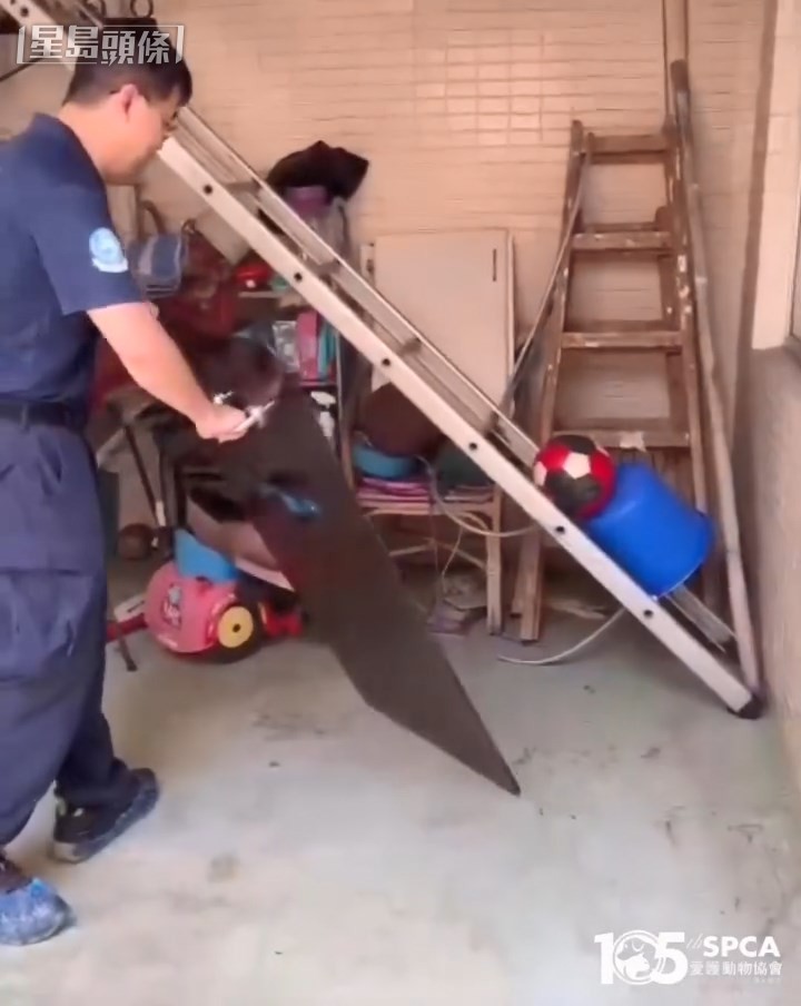 鱷魚匿藏在雜物下。愛協提供片段截圖
