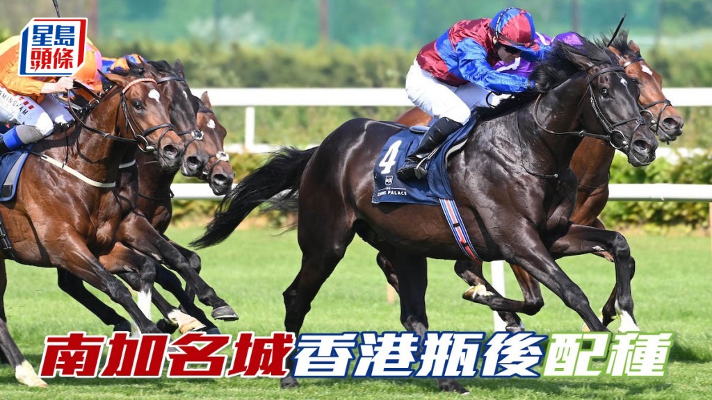 「南加名城」(圖) 將於香港瓶之後退役，並轉任種馬，在愛爾蘭Castlehyde牧場配種，至於配種費則稍後公布。