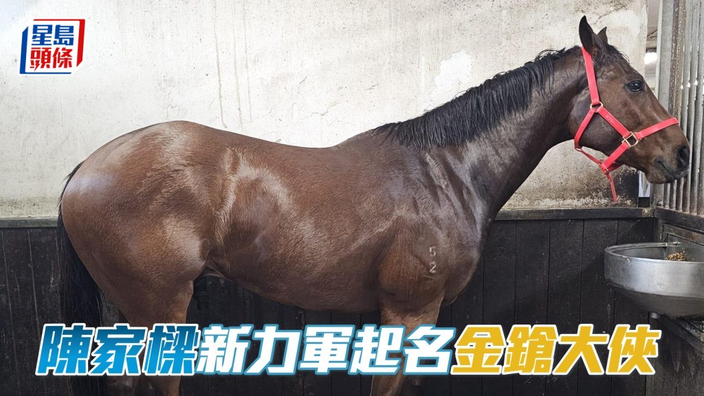 陳家樑的澳洲自購新馬K531，起名為「金鎗大俠」。