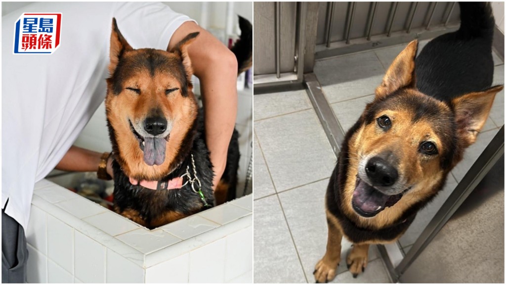 被獸醫謝皓鈞虐待的6歲雄狗名叫Laughing，案發後留下陰影，現有待領養。照片由香港拯救貓狗協會提供。