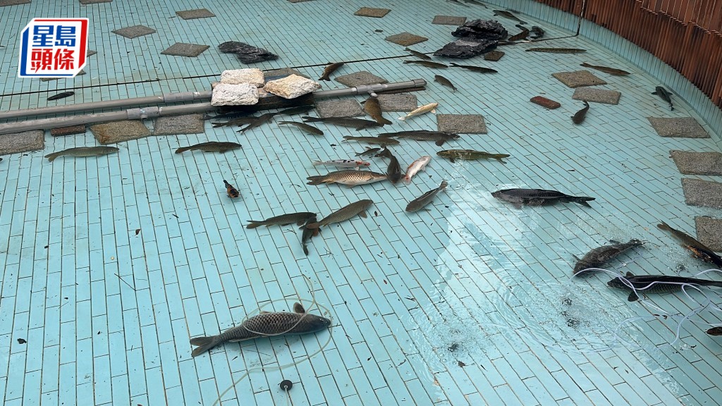 水池內有多條死魚。劉漢權攝
