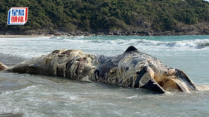 西貢大浪鹹田灣一具鯨魚屍體被大浪沖上沙灘。讀者提供